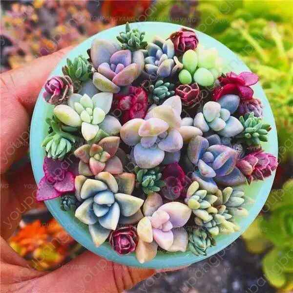 

500pcs Mix Lithops flores Living Stones Succulent Cactus Organic Garden Bulk plante,bonsai plantas for indoor succulent plant