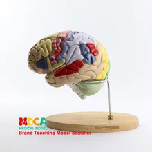 2 раза мозговой сборки Анатомия мозга модель человеческого мозга обучение медицине Mdn002