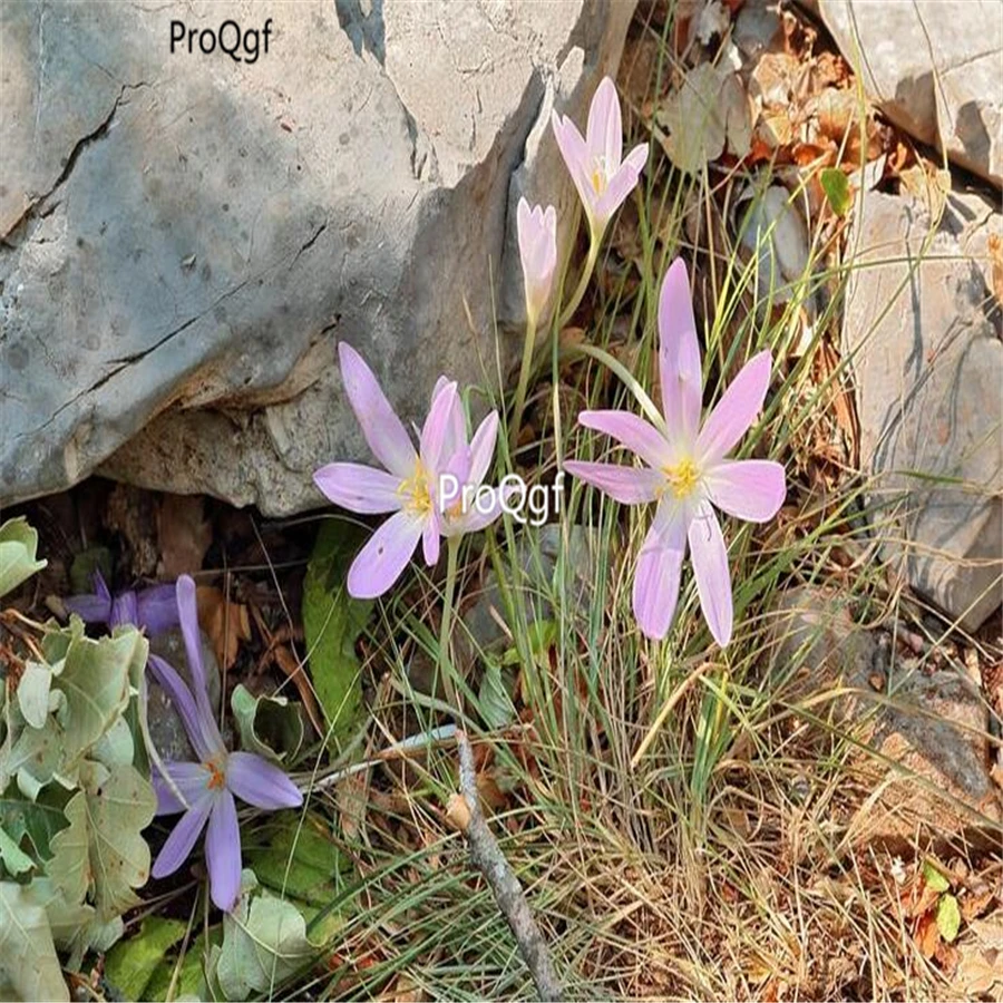 Ngryise набор из 3 предметов Colchicum autumnale