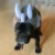Pet Triceratops Dog Dinosaur Hat Pet Cat Dog Hat Pet Transformation Cap Pet Headgear Costume Dog Hat Cap Christmas Dog