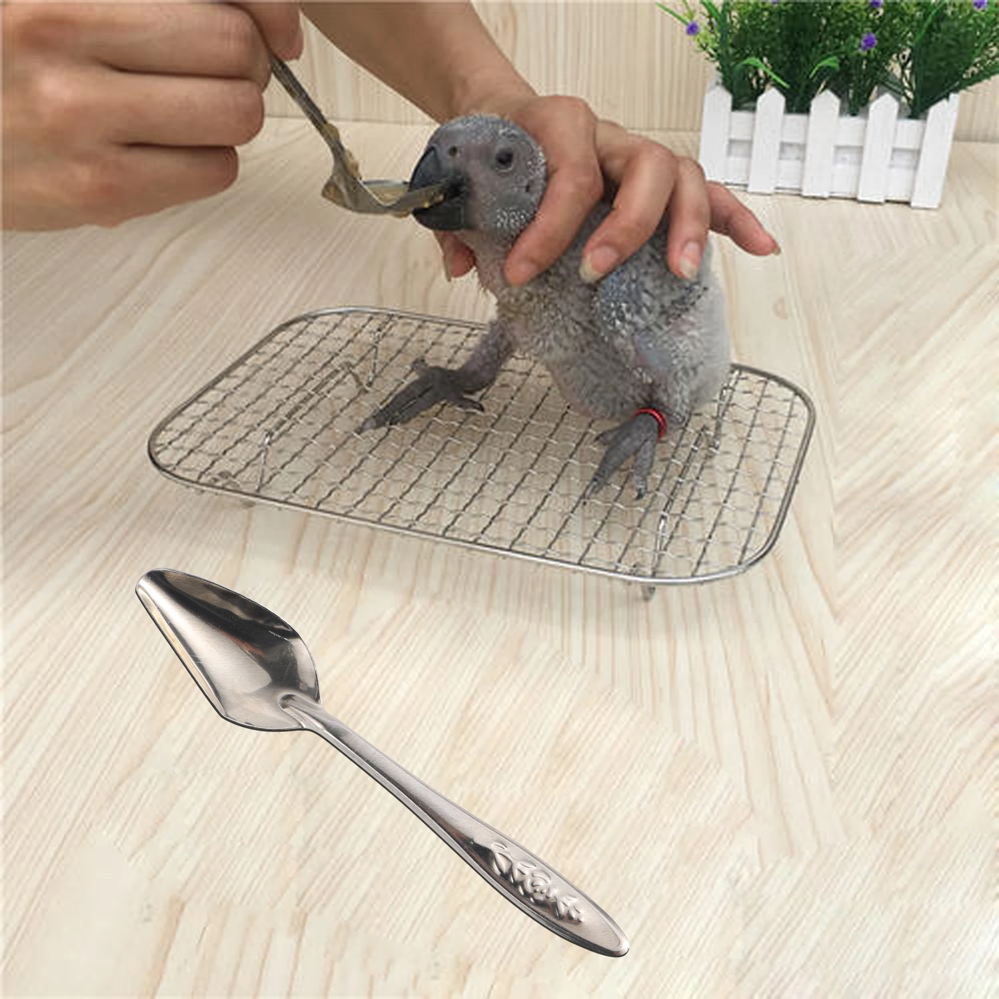 5pcs Portable baby bird feeding water spoon bird parrot feeding spoon stainless steel water milk powder feeder