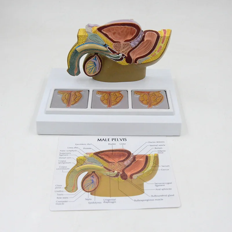 

Male Pelvic Anatomical Model Human Anatomy Medical Sciences Gift Educational Equipment Teaching Tool Pelvis Model