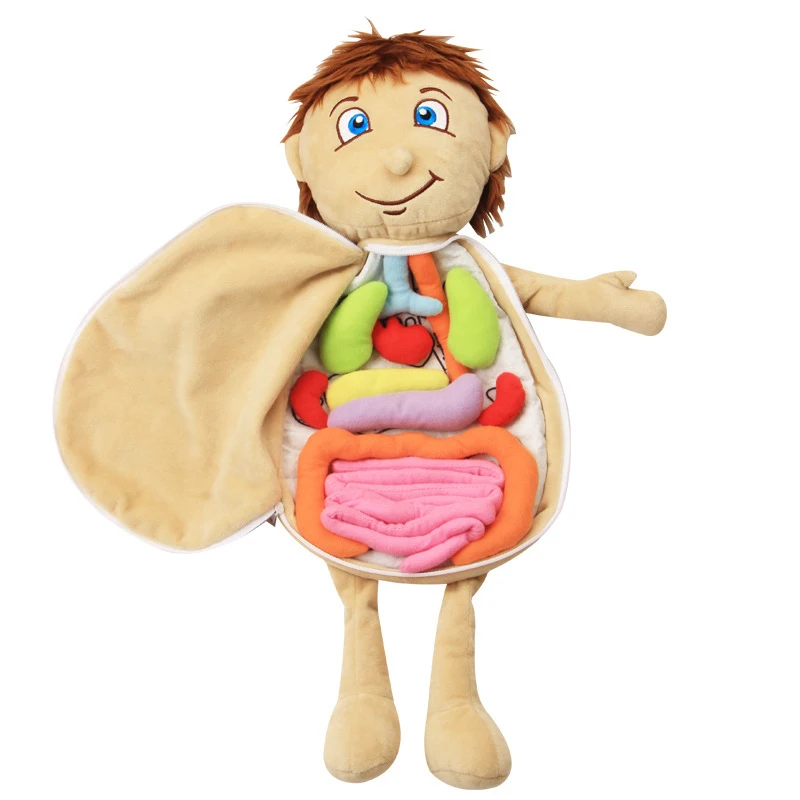 macio anatômico órgãos internos médicos consciência aprender educação precoce brinquedos
