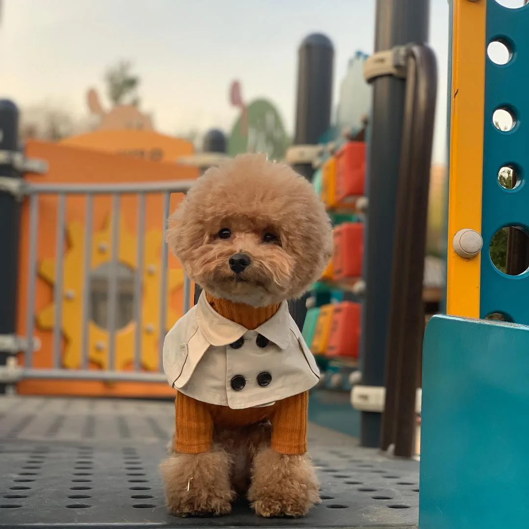 Teddy Bichon Keji law fight British wind ремни для продажи Mengshui полотенца ошейники для собак ветровка для собак плащ