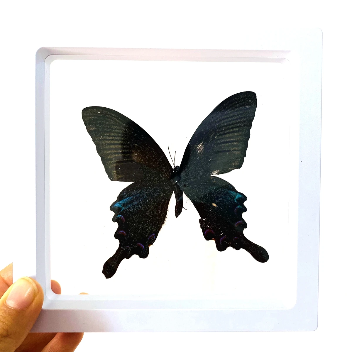 Big Real Butterfly Specimen Holiday Gift Modern Simple Creative Desktop Decoration Picture Frame Specimen Birthday Gift Home Dec