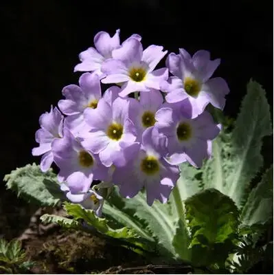 50 шт./партия primrose, Primula, цветы, балкон, домашний сад - Цвет: 3