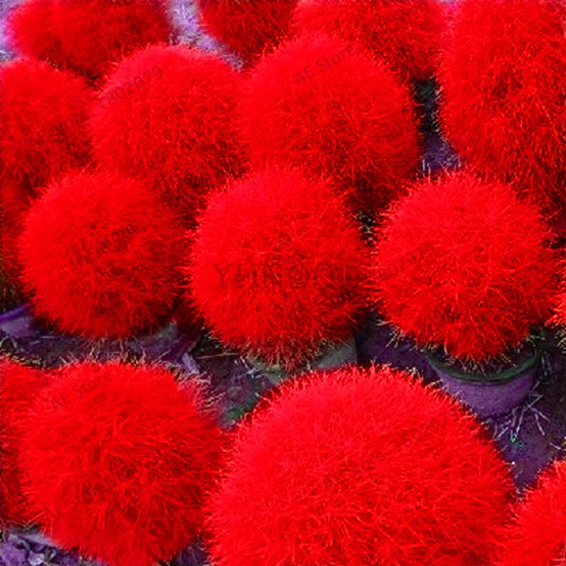 5 103 шт. Kochia scoparia бонсай, горящий куст травы, быстрый рост харды, лето кипариса, легко выращивать - Цвет: 5