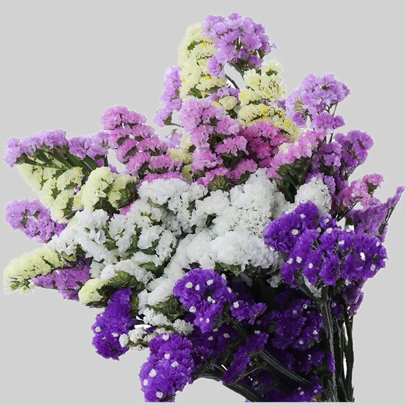 Zhipai Flores Secas Lavanda Natural, Ramitas Lavanda Seca, Tallos Lavanda,  Flores Secas Lavanda para Decoración del Hogar, Regalo, Boda Fiesta o  Cualquier Ocasión, 40 cm Largo : : Hogar y Cocina