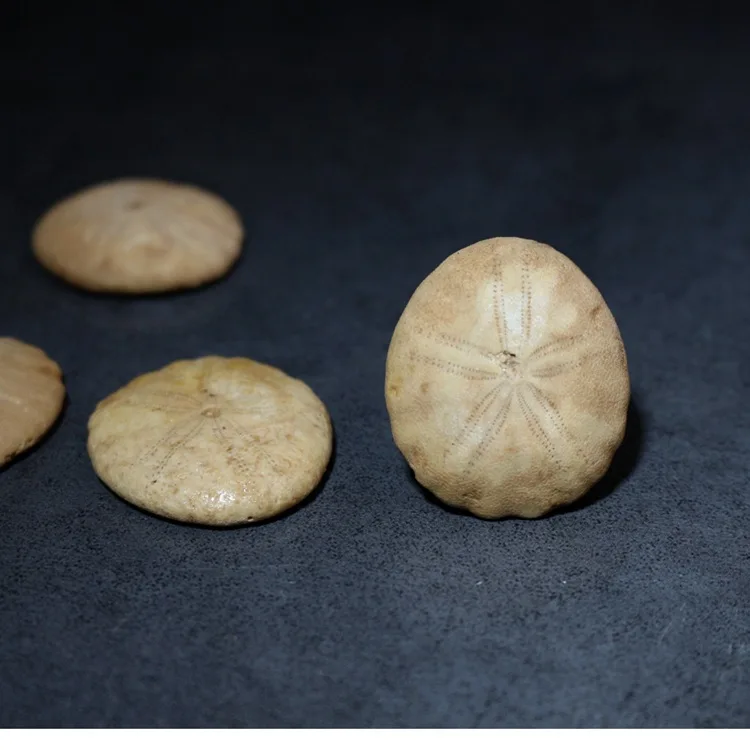 Natural Sea Urchin Fossil Specimen Echinoderm Specimens Geography Teaching Materials Gift for Children Kids Science Education