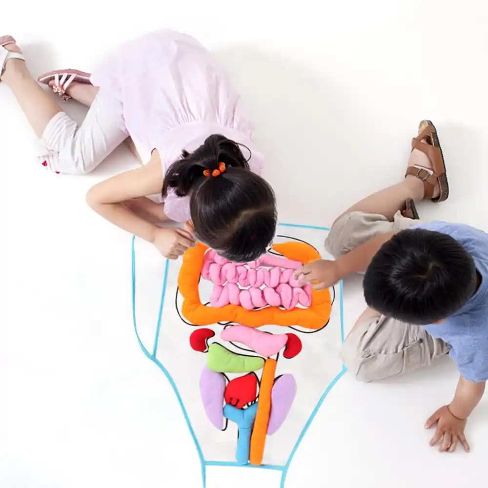 educational 3d organ apron