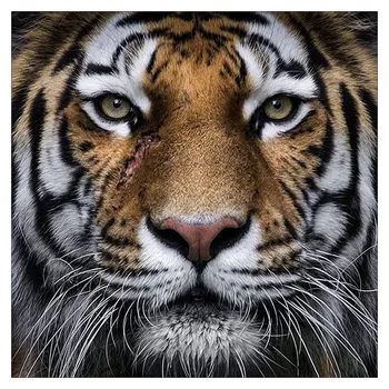 

Diamond Painting, Full Drill Crystal Rhinestone Embroidery Pictures Arts Craft for Home Wall Decor Gift,Tiger