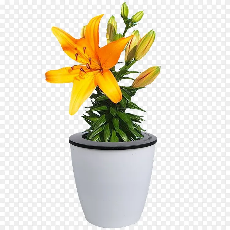 香水百合花盆栽png图片素材免费下载 图片编号qwdenmoy Pngbag素材网