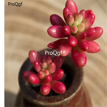 

Ngryise 1Pcs A Set Sedum rubrotinctum Roseum Cluster