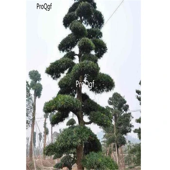 

Ngryise 5000Pcs A Set Black Pine Tree Pinus Thunbergii Tree Chinese Hei Song