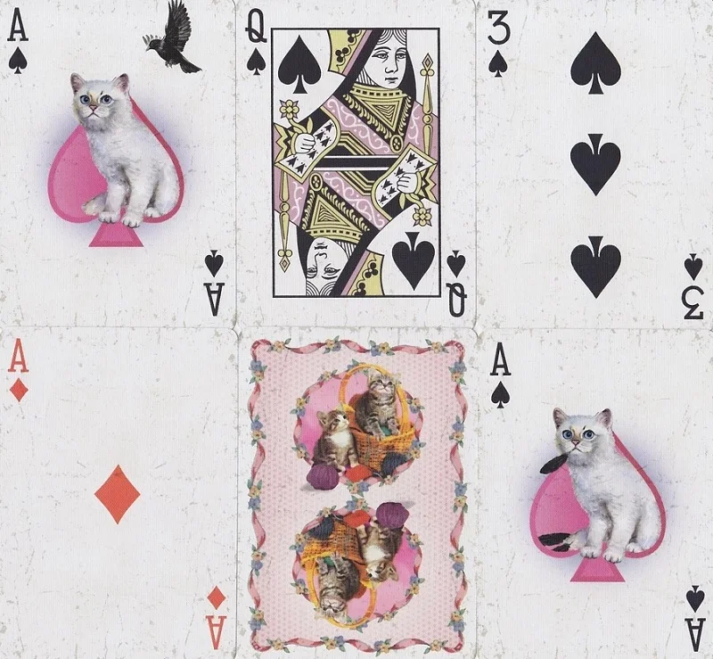 madison-kittens-9_900x.webp
