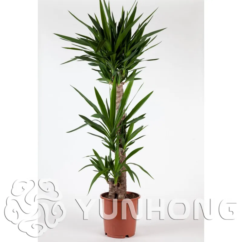 50 семян/упаковка Yucca бонсай Diy горшечные растения в помещении/на улице горшок прорастание скорость 95% новая белая Орхидея Sementes Evergreen