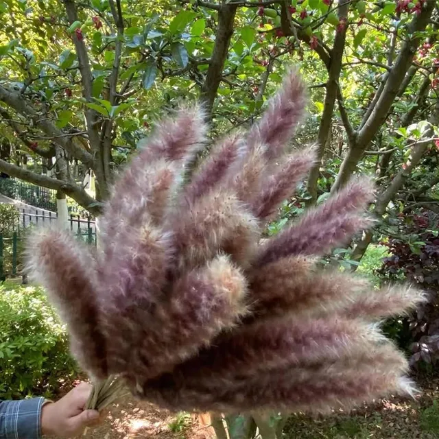 15Pcs Dried Reed Flower Arrangement Natural Pampas Grass For  Modern Home Decoration Party Backdrops Wedding Supplies primary color