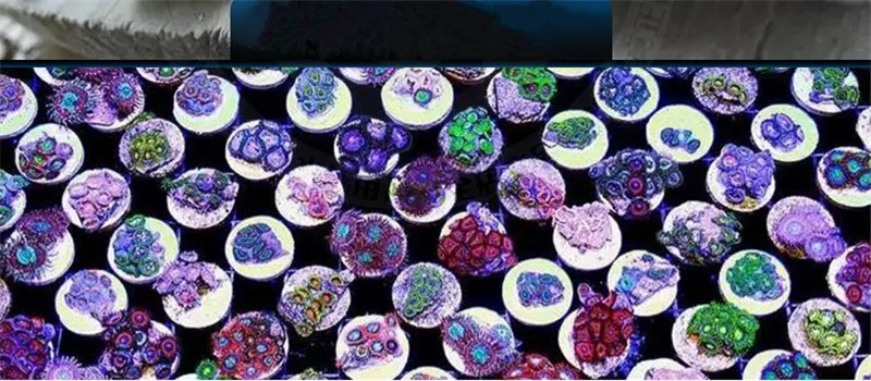 20 шт./лот Coral коралловый SPS ограничитель для отдыха база Коралловая база разведение стент коралловый лоток продукция для аквариума различные стили