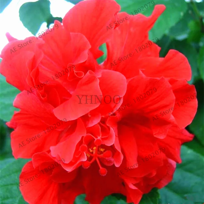 8 50 шт./пакет смешанный цвет Гибискус mutabilis цветок flores обеденная тарелка Гибискус Многолетние цветы для украшения дома, карликовые деревья садовое насаждение - Цвет: 8