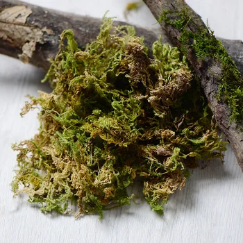 

60g,Natural Real Dried Moss,high-quality green moss Eternal Plant for Mini Garden Micro Landscape Accessories,DIY small potted