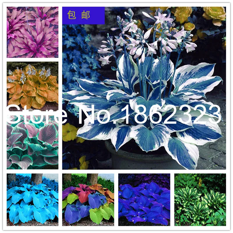 

200 pcs Colorful hosta flores Indoor bonsai flower plantas Coleus genus planting potted DIY for home garden decor perennial