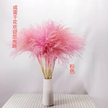 

Natural Pampas Grass Decor Flower Dried Plants Wedding Flowers Bunch Christmas Home Decor pink white Phragmites Communis
