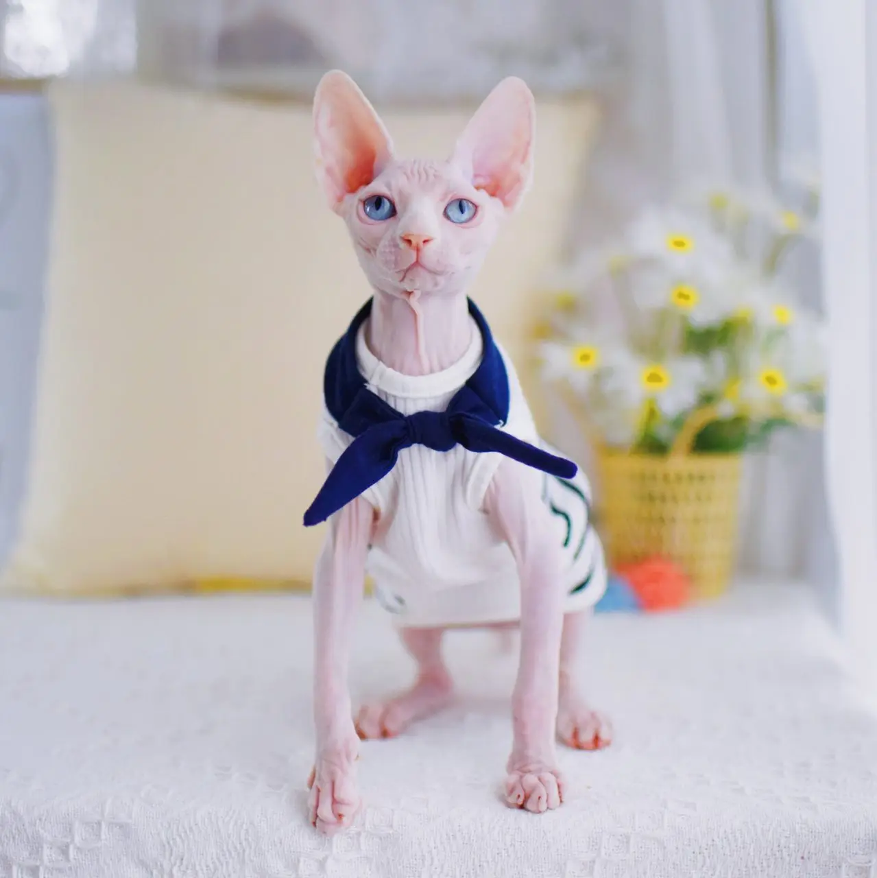 Sphynx Cat Clothes Hairless Cat Kitten Lovely Seaman Navy Cotton Sleeveless  Shirt Summer|Cat Clothing| - AliExpress