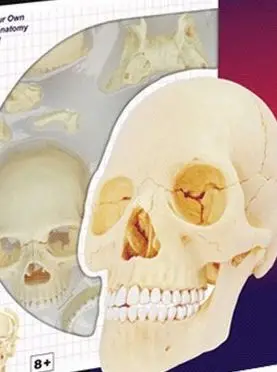 Голова человека череп медицинская модель скелета Анатомия собранные модели Детские трехмерные головоломки