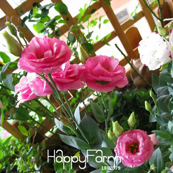 Новое поступление! Красный Эустома бонсай многолетние цветущие растения Lisianthus многоцветный для DIY дома и сада-100 шт./лот,# FPRH16