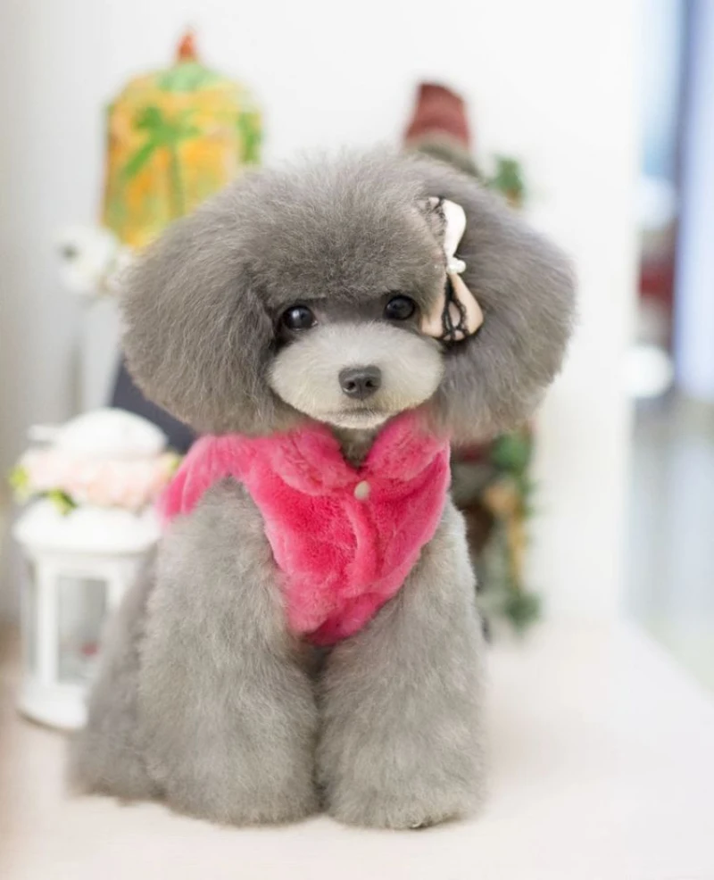 HTB1g5P0LXXXXXawXpXXq6xXFXXXG