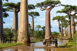 Бонсай 100 шт высокого качества Baobab бонсай редкие Тропические экзотические растения садовый многолетник бонсай красивые огромные растения