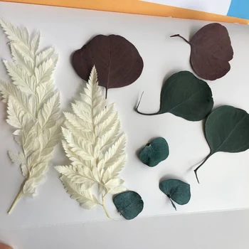 

24pcs/lot Preserved Fresh Leaf,DIY Nature Eternell Floral Bouquet,Wedding Favor Home Card Photo Gift Flower Decor