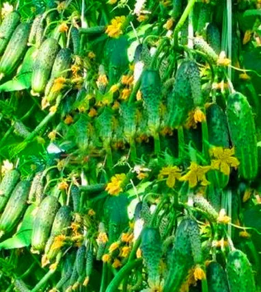 Акция! белый огурец бонсай, Cuke plant Green Vegetable flores Balcony садовые фрукты-20 шт,# FC41IH - Цвет: 6