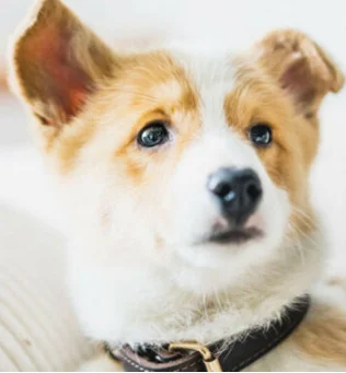 

Special link for UV disinfection rod