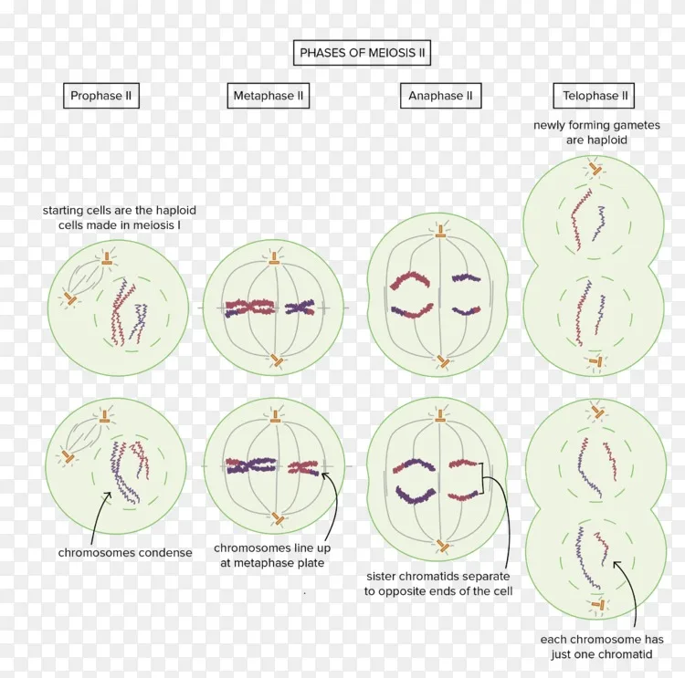 同源染色体减数分裂细胞y染色体 2 Png图片素材免费下载 图片编号 Png素材网