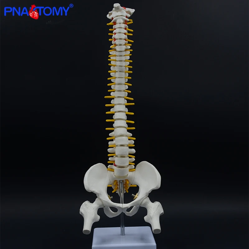 

45CM Human Spine with pelvic model human spinal column anatomical model anatomy tool with stand teaching tool skeletal PNATOMY