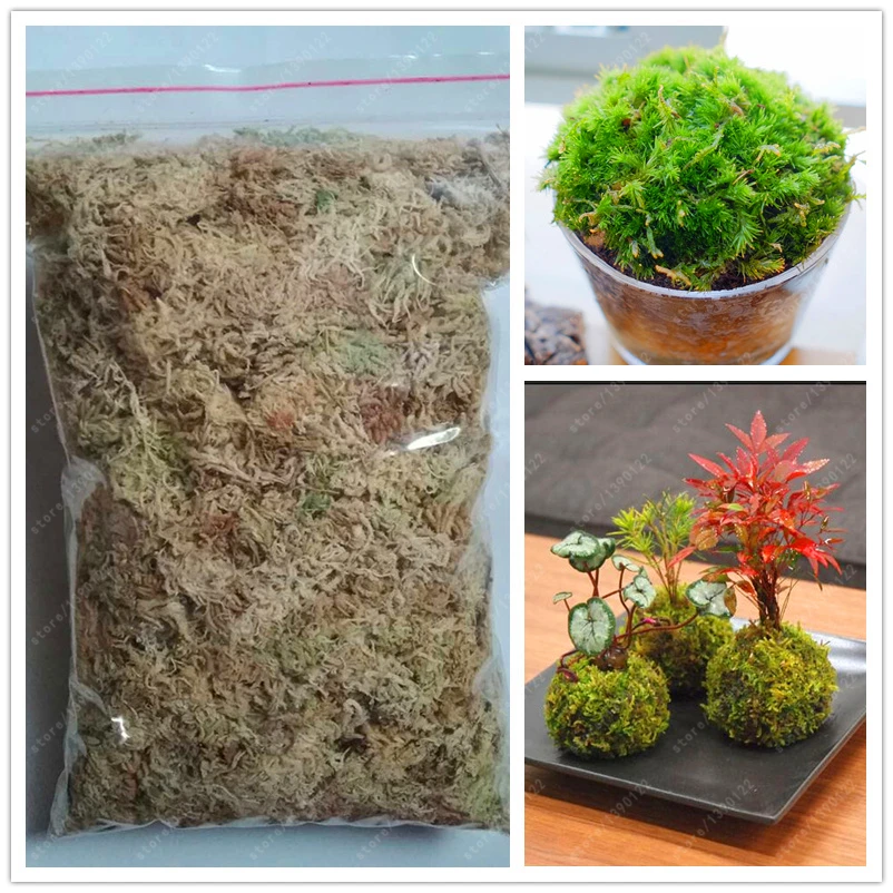 

10G Sphagnum Moss Garden Supplies Sphagnum Moss Moisturizing Nutrition Organic Fertilizer For Phalaenopsis Orchid Musgo Sphagnum