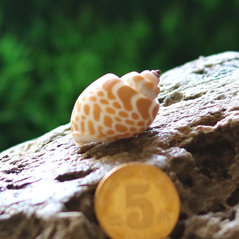 Fashion Landscape-making Aquarium Natural Conch Shell Snail Mediterranean Micro-landscape Decoration Crafts Specimens Ornaments - Цвет: 2-3cm