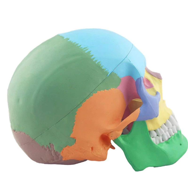 Human Skull Anatomy Model Medical Science Teaching Resources