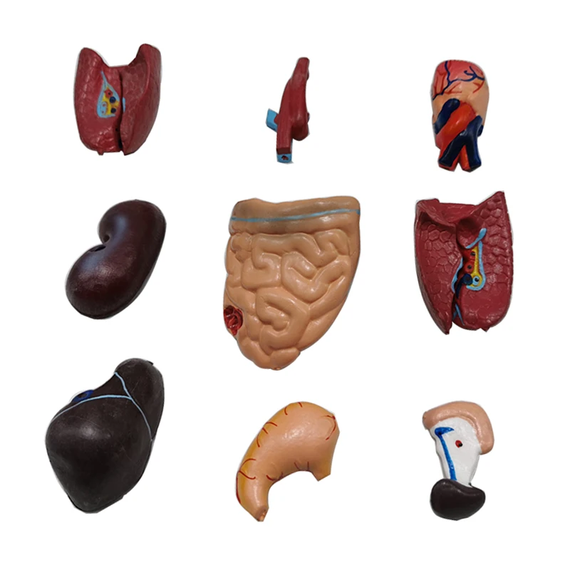 Тела туловища человека модель анатомия, анатомический медицинский внутренние органы для обучающая биологический курс доктор учебного оборудования
