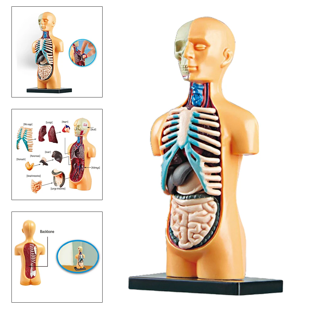 Corpo humano modelo de torso anatomia humana exibição montagem aprendizagem  diy brinquedos kits de laboratório ferramentas de ensino| | - AliExpress