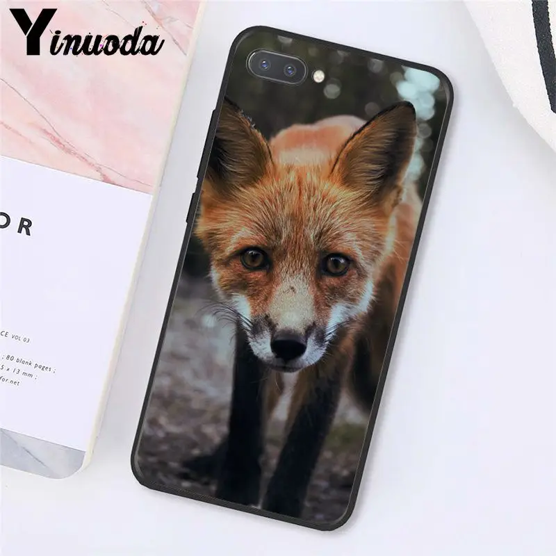 Fox Animal