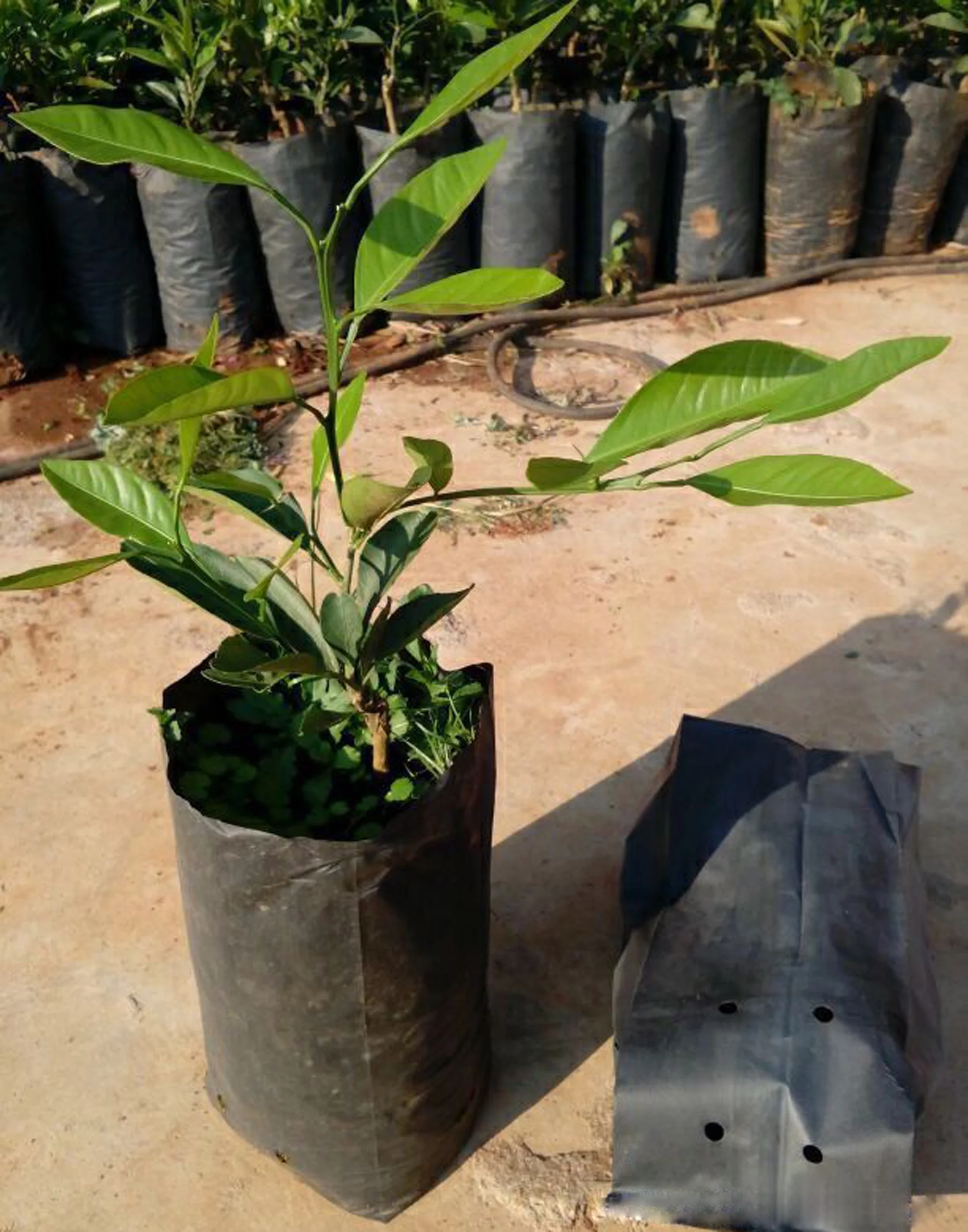 PE Sacchetti di plastica per la scuola materna Sacchetti per piante da coltivazione Vasi per piantine con fori traspiranti per frutta Verdura Fiori Forniture da giardino 10 pezzi