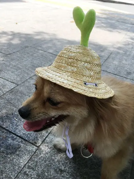 Pet sunshade hat pet straw hat pet headdress dog hat pet hat cat hat