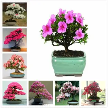 

Plant Flower Hand Creams White Pink Cherry Essence Hand Cream 100Pcs CM-1T6