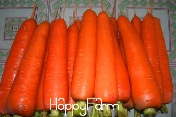 50 шт./лот, растительный бонсай Daucus carota, морковь сад, женьшень Wucun морковь,# A6HCD1