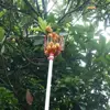 Garden Supplies