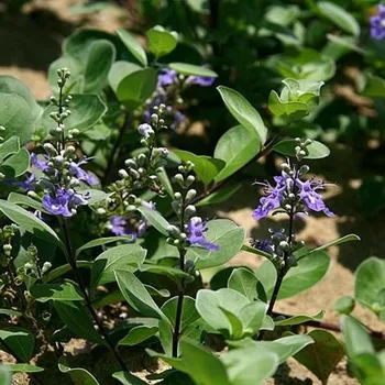 

Man Jing Zi/Fructus Viticis Seed/Simpleleaf Shrub Chastetree Fruit