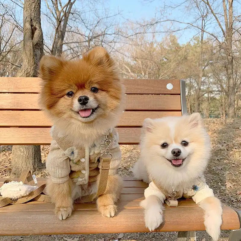 Suprepetかわいい犬服犬フリース子犬服ペットacessoriosデザイナー犬冬コートチワワファッション Dog Coats Jackets Aliexpress