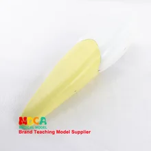 Человеческая модель резца Стоматологическое шоу стоматолога демонстрационная медицинская обучающая модель Myc006